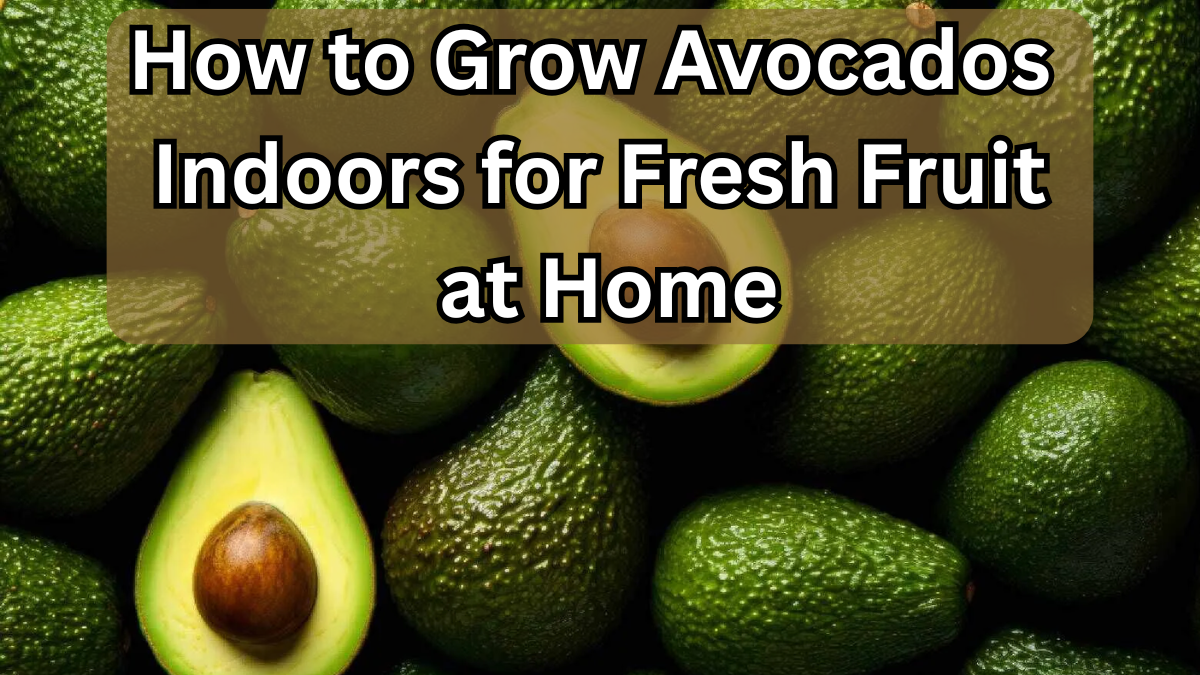 How to Grow Avocados Indoors for Fresh Fruit at Home