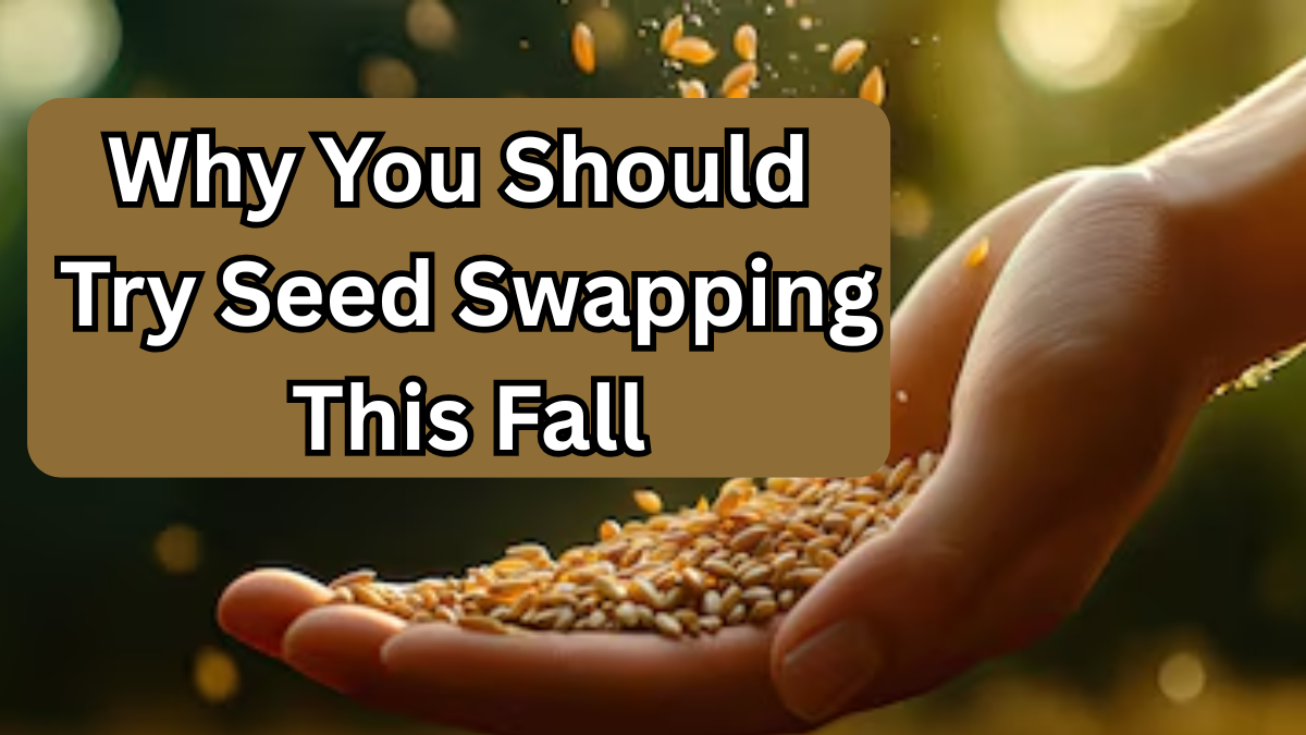Why You Should Try Seed Swapping This Fall (Beginner Guide)