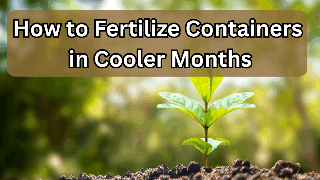 How to Fertilize Containers in Cooler Months (Right Schedule)