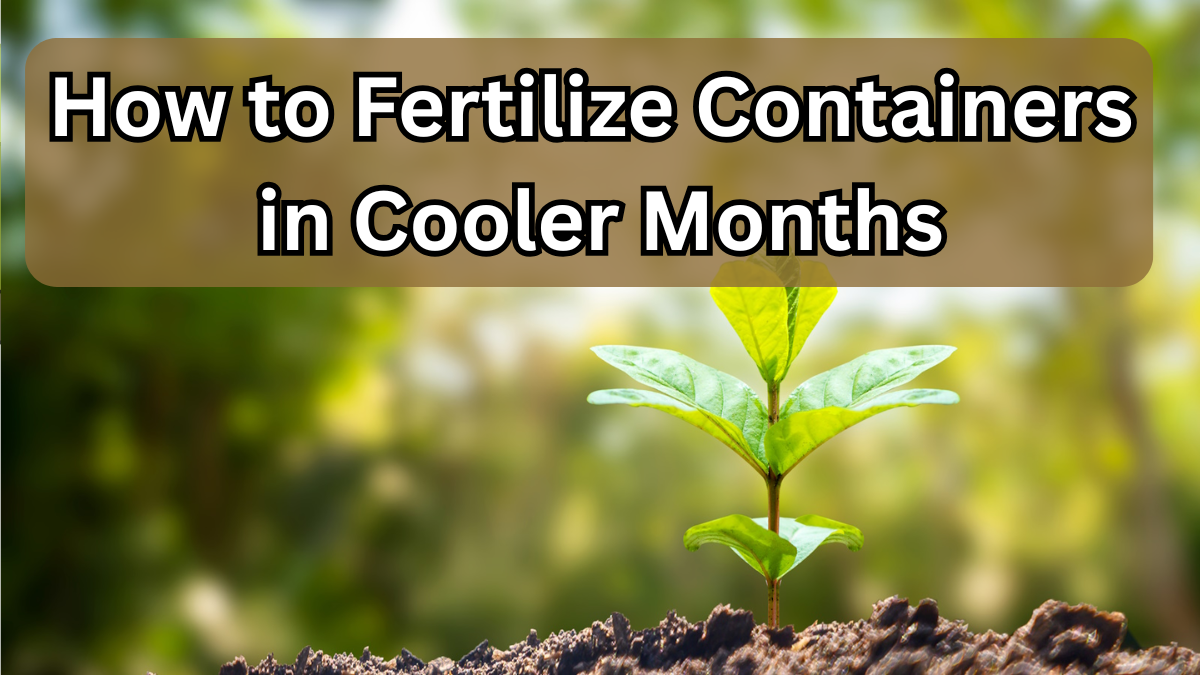 How to Fertilize Containers in Cooler Months (Right Schedule)