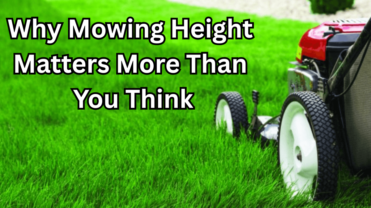Why Mowing Height Matters More Than You Think