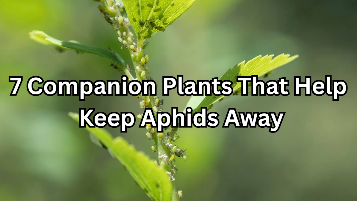 7 Companion Plants That Help Keep Aphids Away