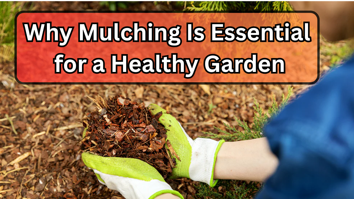 Why Mulching Is Essential for a Healthy Garden
