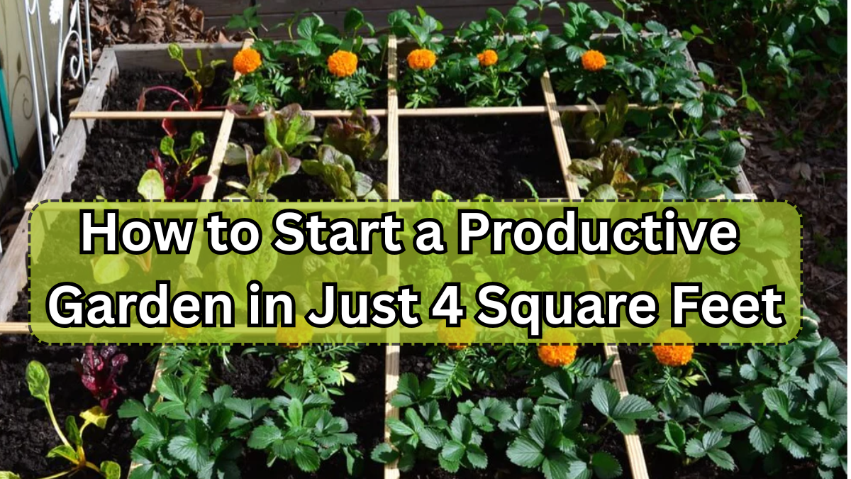 How to Start a Productive Garden in Just 4 Square Feet