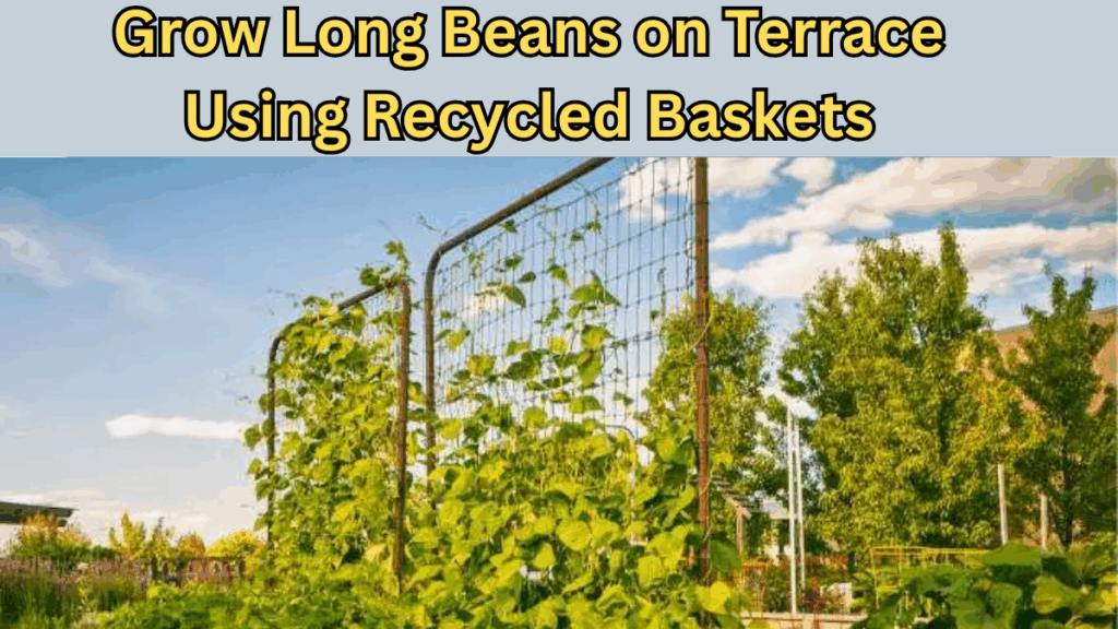 Grow Long Beans on Terrace Using Recycled Baskets