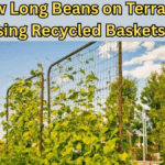 Grow Long Beans on Terrace Using Recycled Baskets