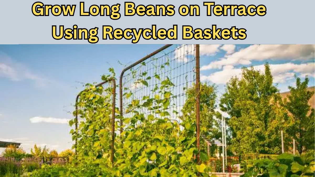 Grow Long Beans on Terrace Using Recycled Baskets