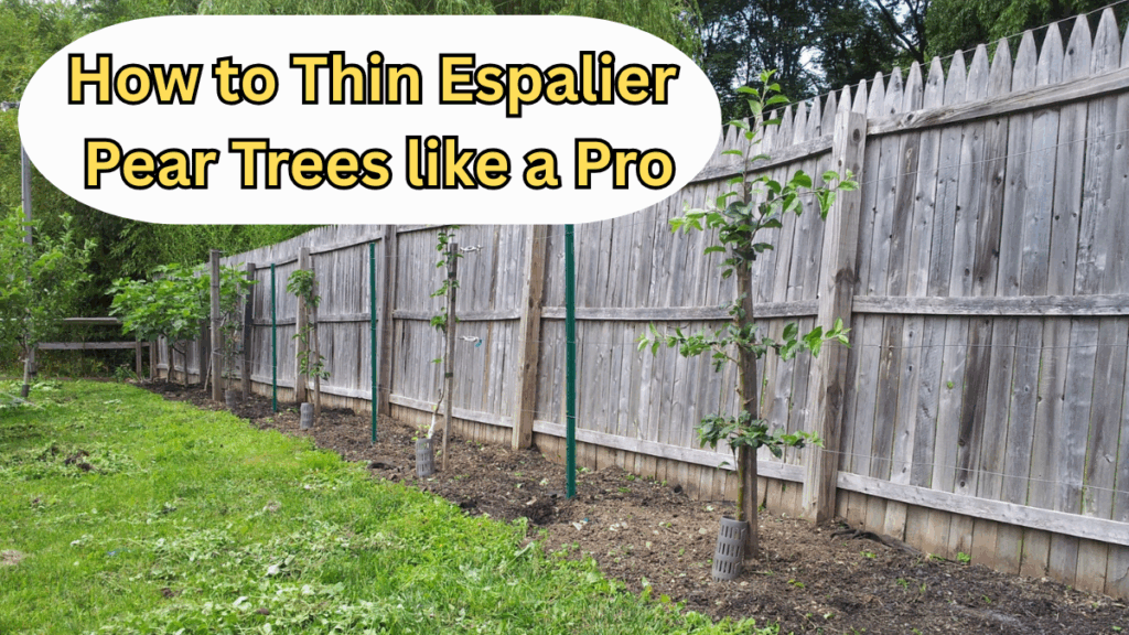 How to Thin Espalier Pear Trees like a Pro