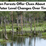 Why Sunken Forests Offer Clues About Prehistoric Water Level Changes Over Time