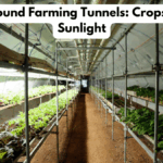 Underground Farming Tunnels: Crops Without Sunlight