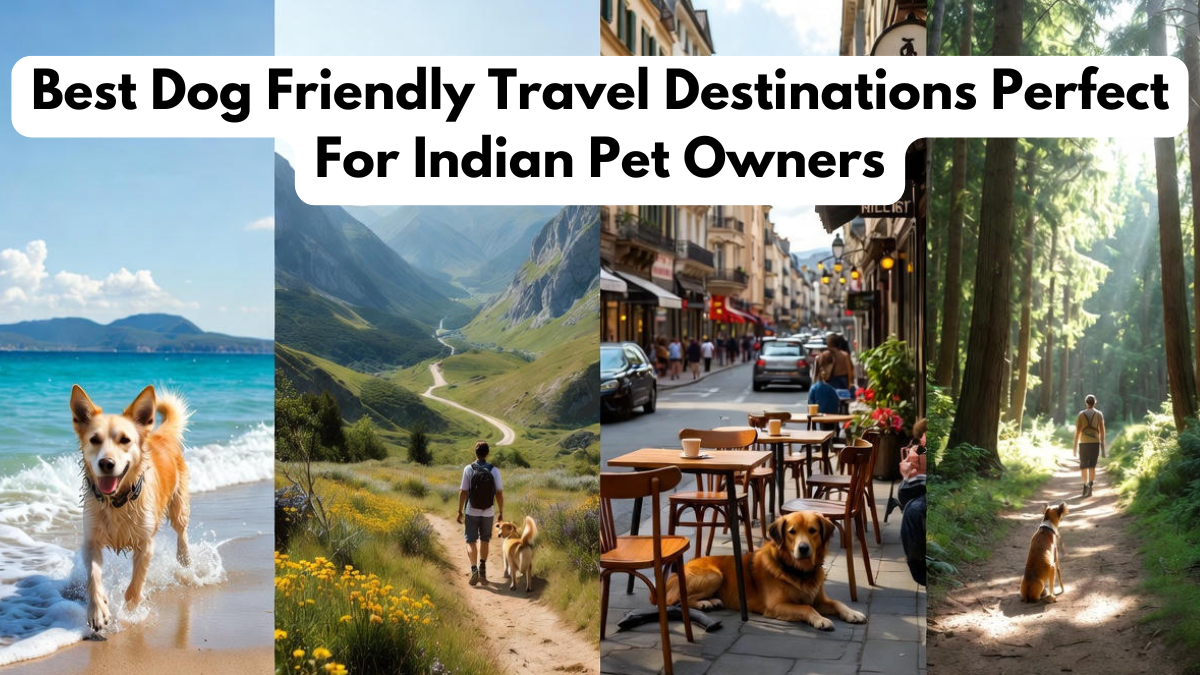 Best Dog Friendly Travel Destinations Perfect For Indian Pet Owners