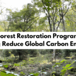 How Forest Restoration Programs Are Helping Reduce Global Carbon Emissions